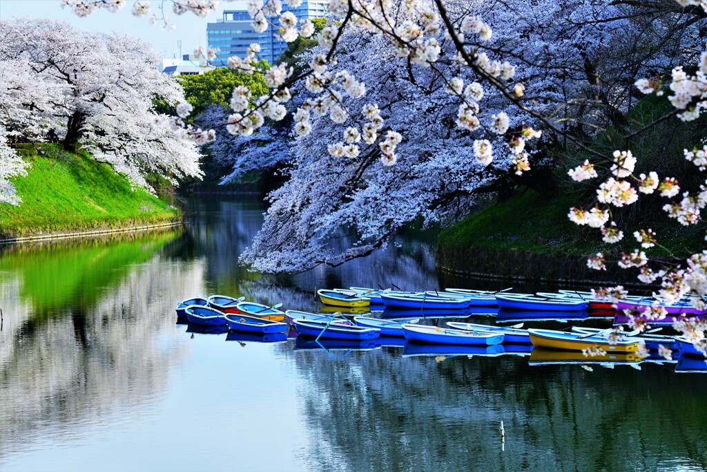 千鳥ヶ淵　Ⅱ