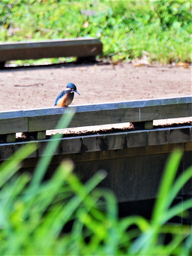 初めてのカワセミ