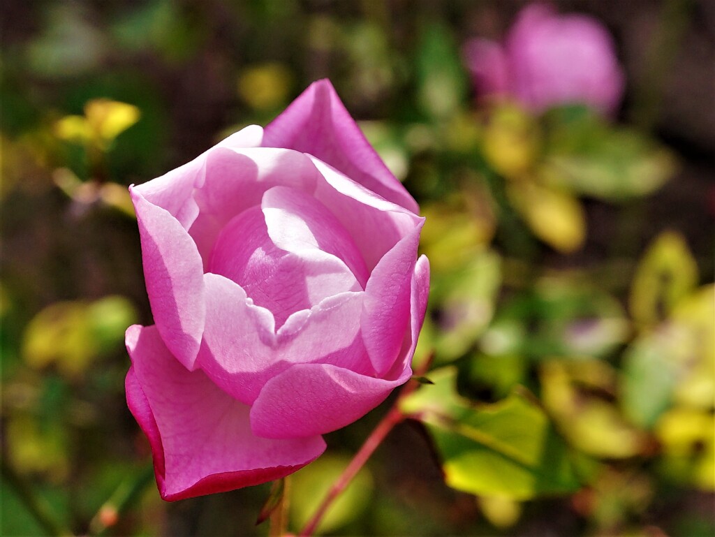 ローザシネンシス-１