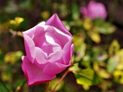 ローザシネンシス-１