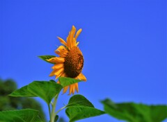 いつか見た青空