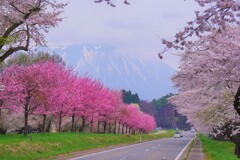 小岩井にも春が来た