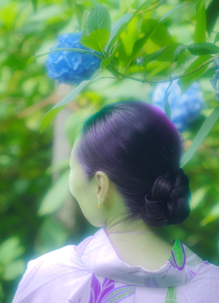 明月院　紫陽花のうしろ姿