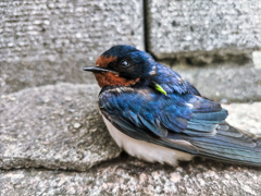 翼の折れたツバメ