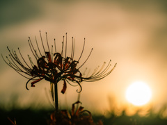 夕暮れて　曼珠沙華