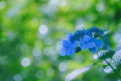 明月院　紫陽花