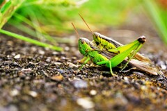 秋を探しに　その２