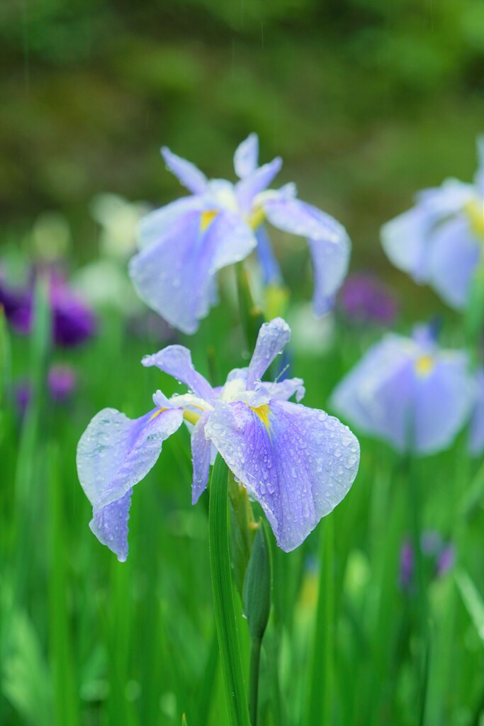 六月の雨に咲く