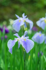六月の雨に咲く