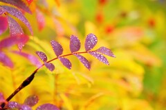 涸沢・紅葉　３