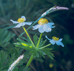 花　チングルマ