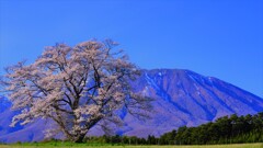 一本桜と岩手山