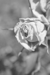 枯れても美しく　その４