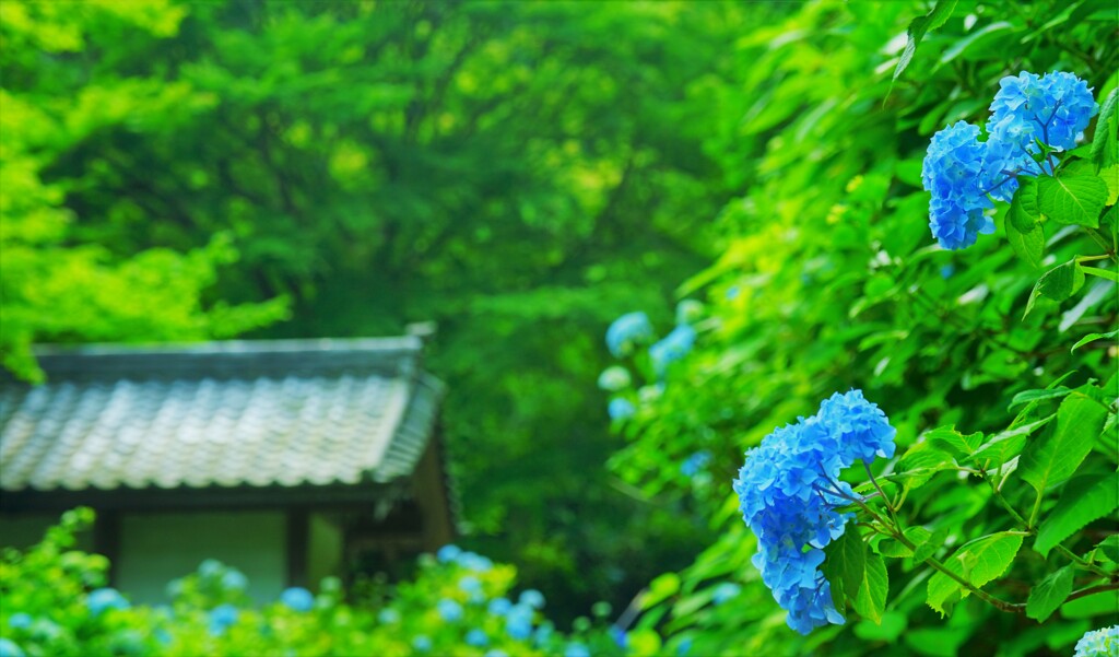 鎌倉　あじさい寺
