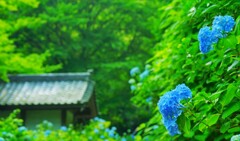 鎌倉　あじさい寺