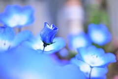 ブルーに恋して