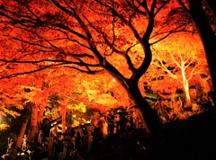 大山寺　紅い海