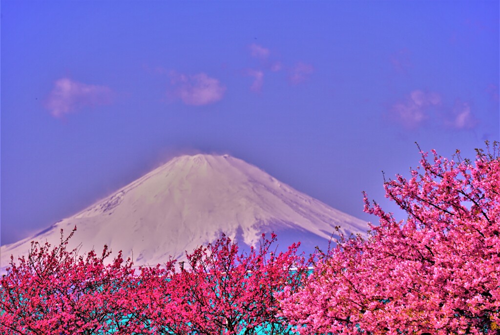 富士山にピンクのスカート　　2020.2.23