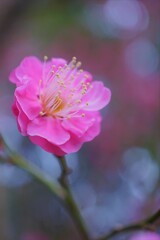 儚げに（はかなげに）