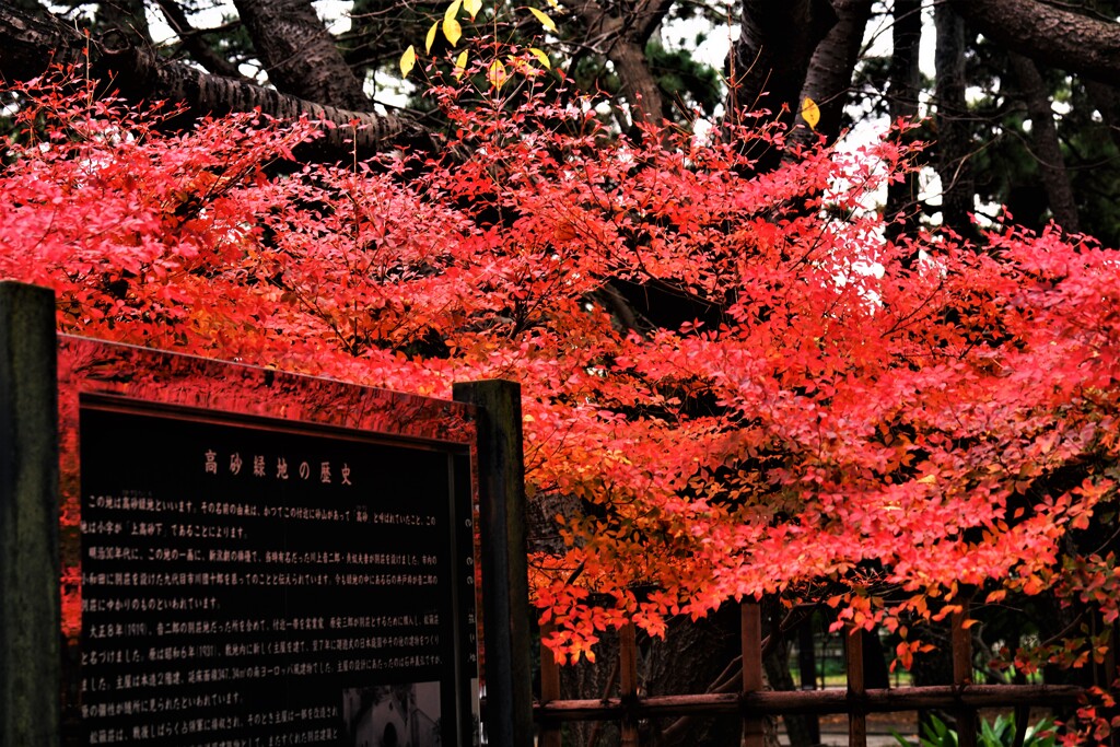 海辺の町にも紅葉が来た