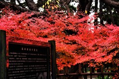 海辺の町にも紅葉が来た