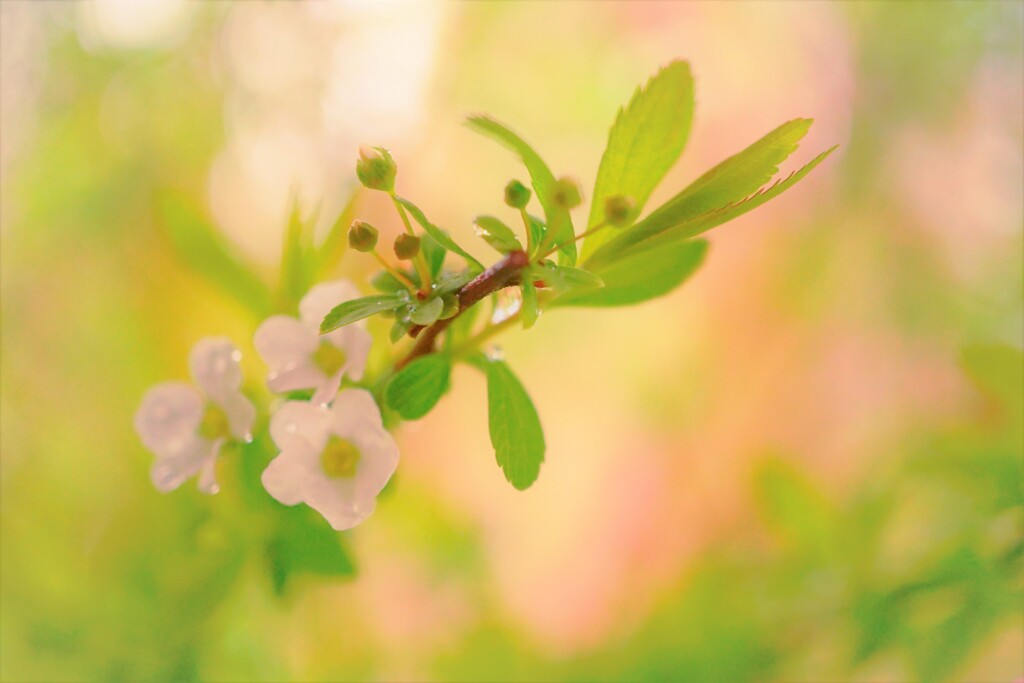 雨の小さな草花