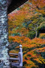 最後の紅葉　鎌倉・妙本寺