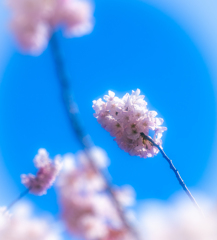春めき桜　4