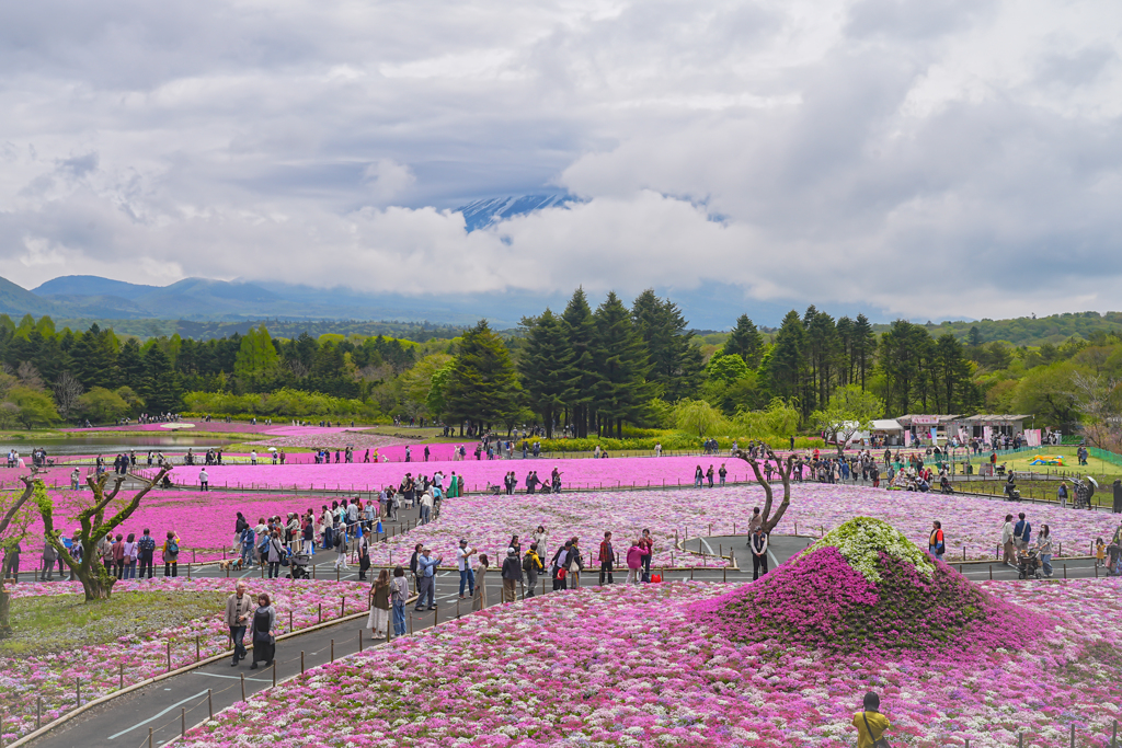富士　芝桜　2025・5・12