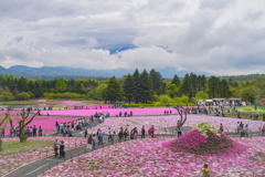 富士　芝桜　2025・5・12