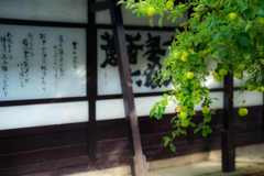 林檎のなる庭