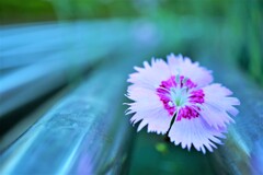 公園のベンチに花一輪