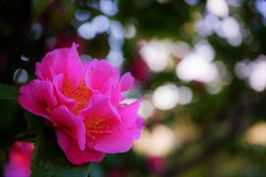 フレークランド・ピンク（香り椿）そのⅡ