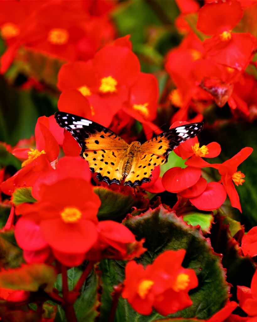 どう、私きれいかしら