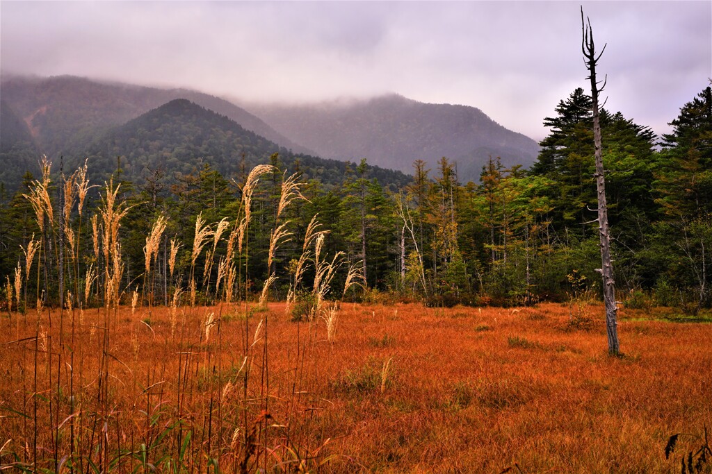 上高地　田代湿原