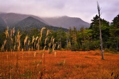 上高地　田代湿原