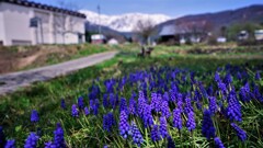 白馬村散策　Ⅱ