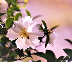 椿　「富士の峰」