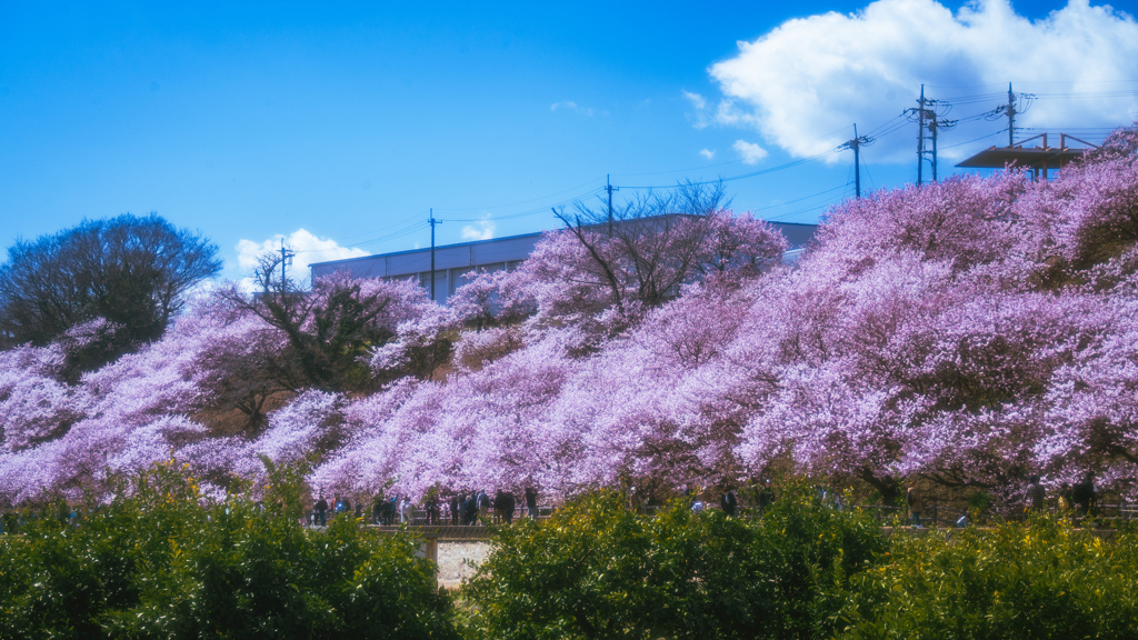 春めき桜