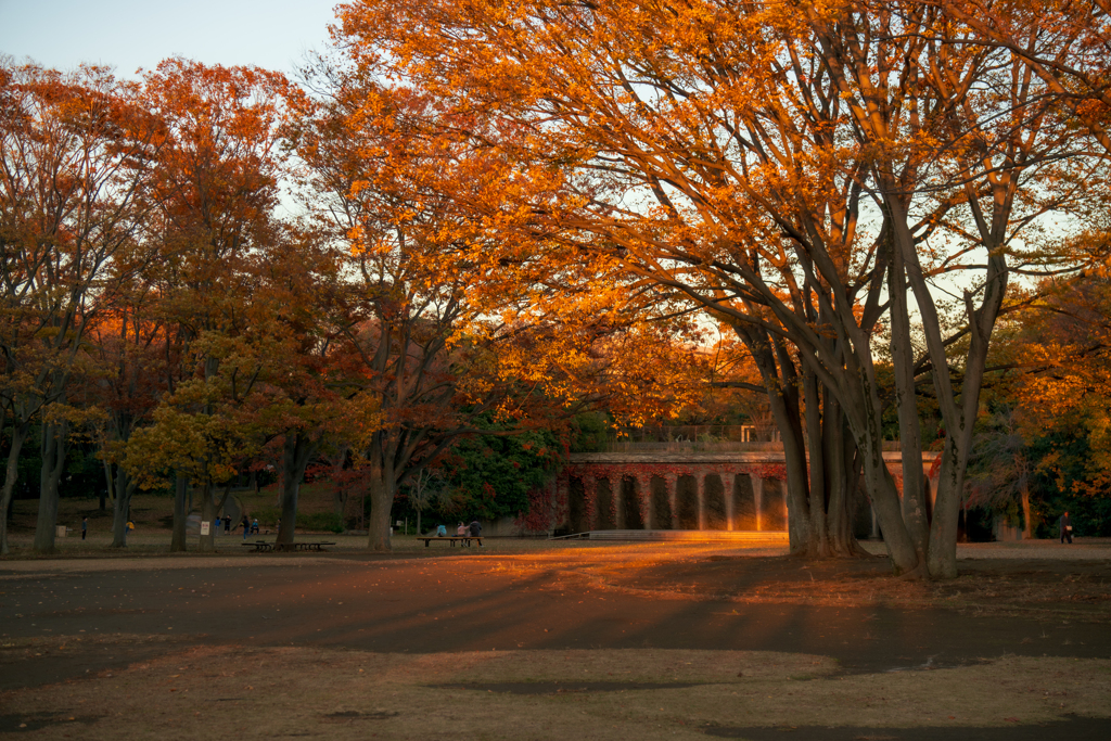 夕陽に包まれた公園