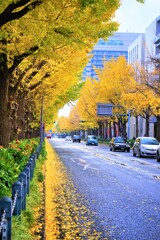横浜　山下公園銀杏並木