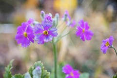 小さな花園