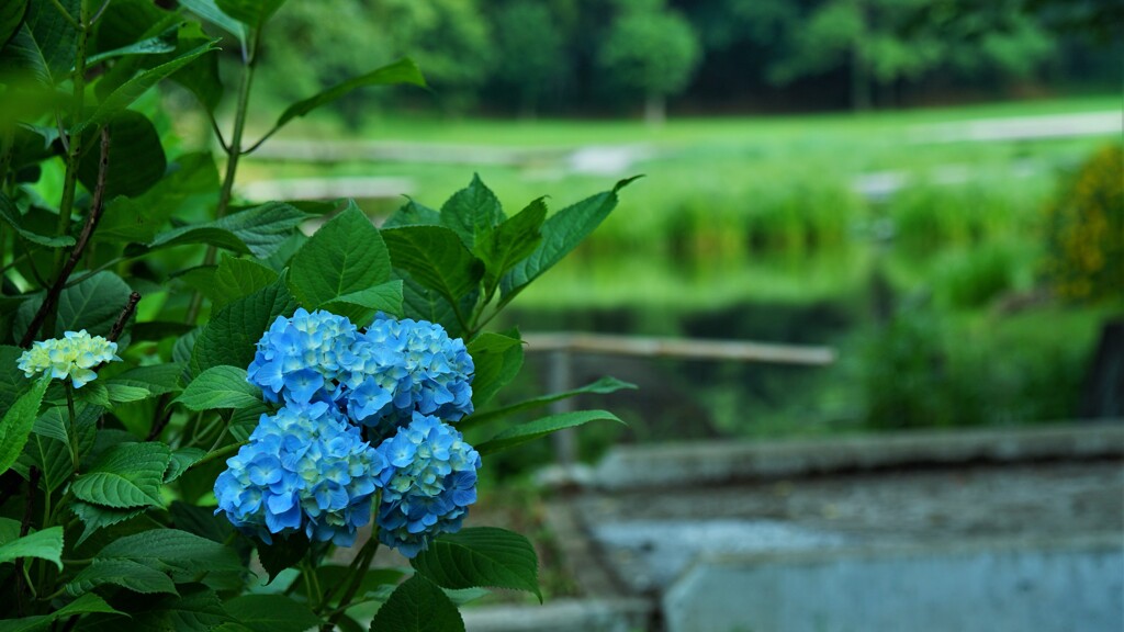 湿地帯のアジサイ