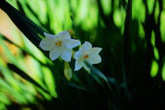 ペーパーホワイト　水仙