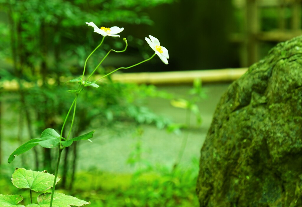 しなやかに 秋明菊