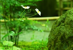 しなやかに 秋明菊