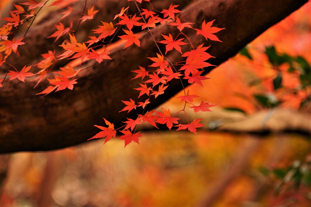 明月院　紅葉