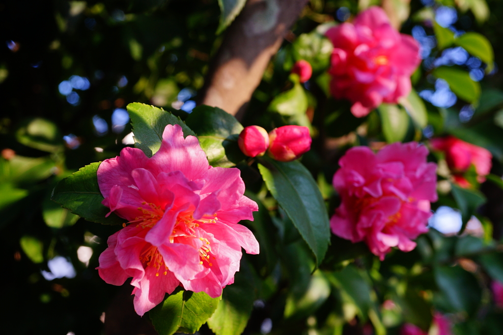 フレークランド・ピンク（香り椿）