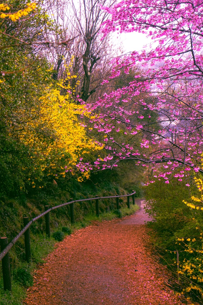花の道