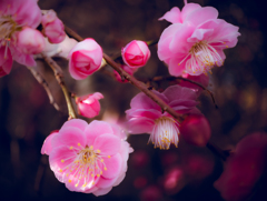 花と蕾　紅梅